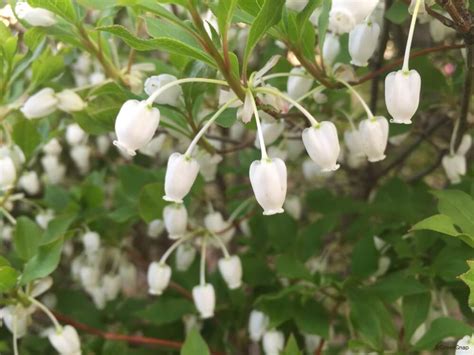 銅樹開花|ドウダンツツジの育て方｜植え替えや肥料の時期は？ 